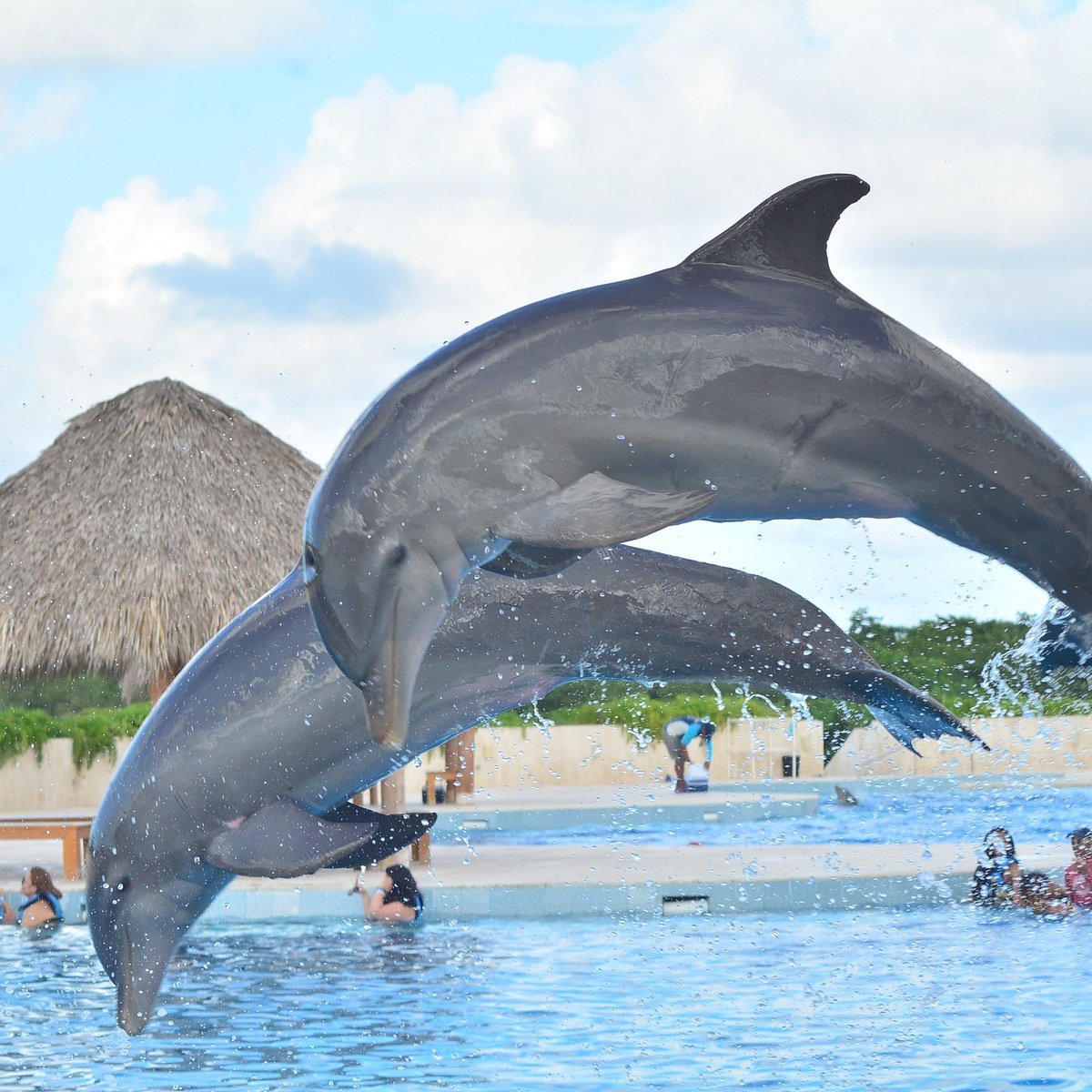 Dolphin Encounter