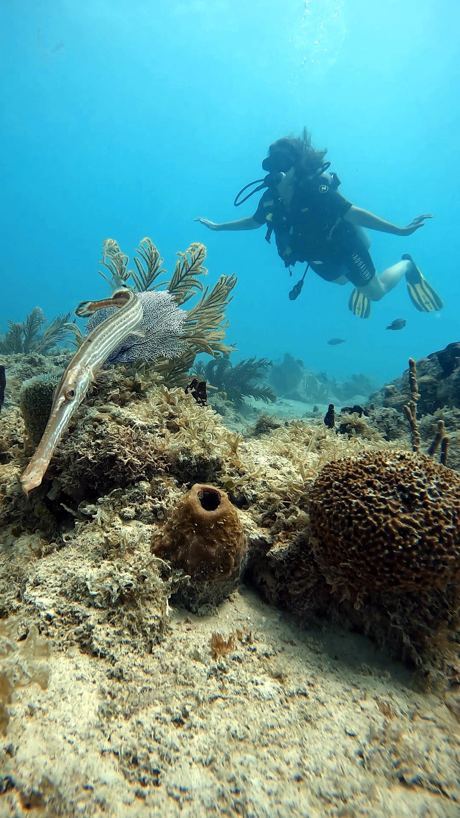 Scuba diver exploring a Caribbean coral reef
